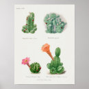Pesquisar por succulent pósteres pôsteres Vintage