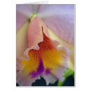 Pesquisar por orquídea cattleya cartoes postais Roxo