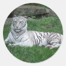Pesquisar por tigre branco adesivos Natureza