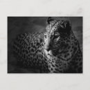 Pesquisar por leopardo branco cartoes postais Selvagem