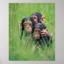 Pesquisar por chimpanzé pôsteres Bonito