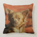 Pesquisar por filhotes de cachorro da chihuahua almofadas Estar