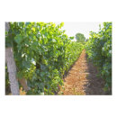 Pesquisar por produção pôsteres Vinho