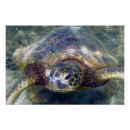 Pesquisar por honu pósteres pôsteres Vida oceânica