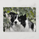 Pesquisar por peludo cartoes postais For her