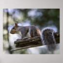 Pesquisar por esquilo de árvore pôsteres Natureza