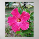 Pesquisar por hibiscus pósteres pôsteres Qualquer pessoa