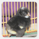 Pesquisar por galinha do bebê adesivos Fofofo