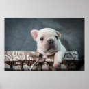 Pesquisar por french bulldog artes pôsteres Puppy