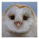 Pesquisar por rostos pósteres pôsteres Pássaro