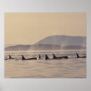 Pesquisar por ilha das orcas pôsteres Mar