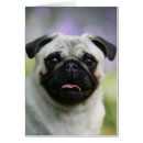 Pesquisar por pug da jovem corça cartoes postais Ânsia