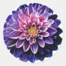Pesquisar por dahlia adesivos Natureza