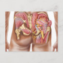 Pesquisar por sistema muscular cartoes postais Gracilis