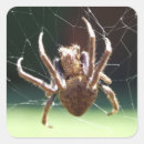 Pesquisar por aranhas adesivos Aracnídeos