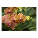 Pesquisar por flores asiáticas pôsteres Natureza