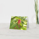 Pesquisar por ginger cartoes Verde