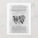 Pesquisar por andreas vesalius Belas artes