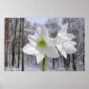 Pesquisar por amaryllis pôsteres Branco