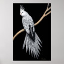 Pesquisar por cockatiel pósteres pôsteres Pássaros