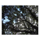 Pesquisar por cópia pósteres pôsteres Floresta