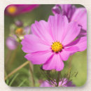 Pesquisar por cosmos porta copos Flor