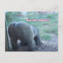 Pesquisar por gorila engraçado cartoes postais Humor