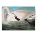 Pesquisar por cisne de trompetista Belas artes