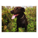 Pesquisar por labrador preto pósteres pôsteres Qualquer pessoa