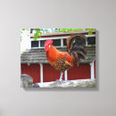 Pesquisar por galo vermelho pôsteres Colorido