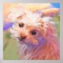 Pesquisar por maltês pôsteres Cachorrinho malteses