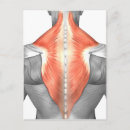 Pesquisar por músculos humanos cartoes postais Anatomia humana