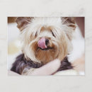 Pesquisar por yorkies cartoes postais Fofofo