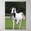 Pesquisar por warmbloods Animal