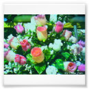 Pesquisar por multi colorido fotografia Cores