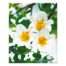 Pesquisar por lilium Branco