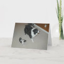 Pesquisar por collies de beira Cão