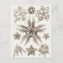Pesquisar por haeckel de ernst cartoes postais Biologia