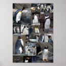 Pesquisar por pinguim de rei pósteres pôsteres Pinguins