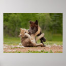 Pesquisar por lobo bebe pósteres pôsteres Lobos