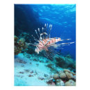 Pesquisar por água salgada peixes pôsteres Vida marinha