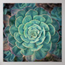 Pesquisar por succulent pôsteres Jardim