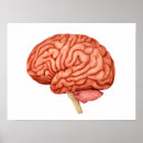Pesquisar por cérebro humano pôsteres Anatomia