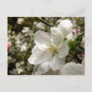 Pesquisar por árvores de maçã cartoes postais Flor