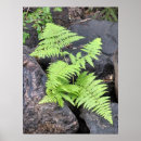 Pesquisar por samambaia pôsteres Rocha