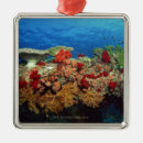 Pesquisar por coral ornamentos Mar