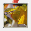 Pesquisar por orvalho ornamentos Jardim