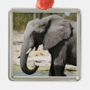 Pesquisar por elefante africano ornamentos África
