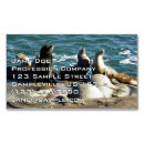 Pesquisar por leão selvagem cartao de visita Natureza