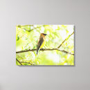 Pesquisar por waxwing de cedro Natureza
